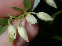 Clematis linearifolia
