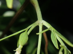 Clematis linearifolia