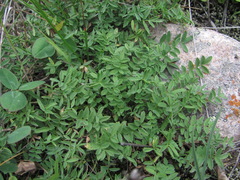 Astragalus levieri