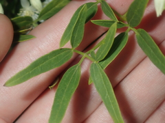 Clematis linearifolia