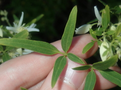 Clematis linearifolia
