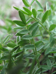 Astragalus levieri