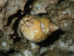 Echinolittorina australis