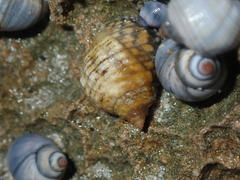 Echinolittorina australis