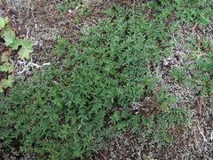 Astragalus levieri