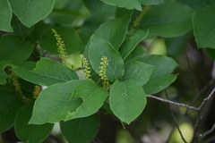 Neoshirakia japonica