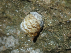Echinolittorina australis