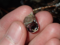 Echinolittorina australis