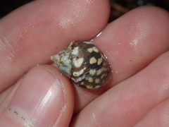 Echinolittorina australis