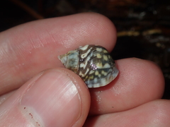 Echinolittorina australis