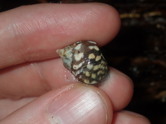 Echinolittorina australis