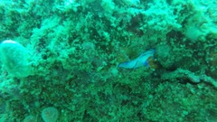 Hypselodoris brycei