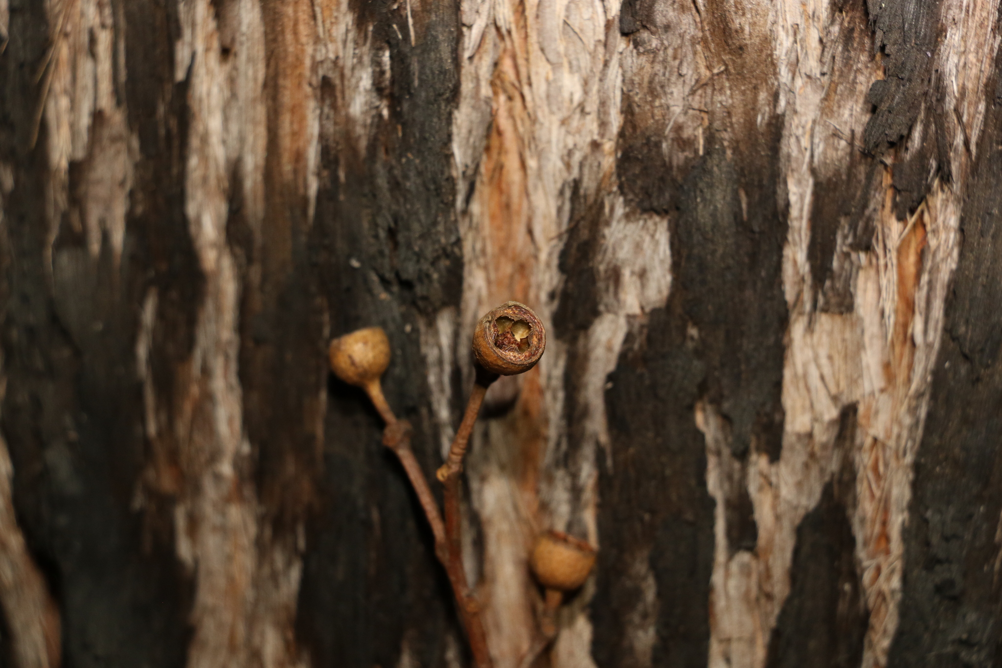 Eucalyptus acmenoides