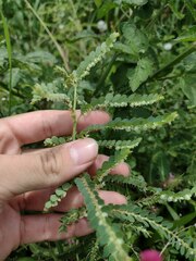 Phyllanthus leucanthus