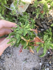 Scaevola tomentosa
