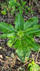 Eucomis regia