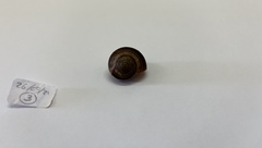 Gastropoda