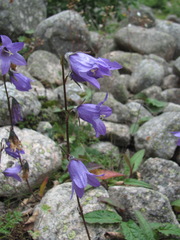 Campanula sarmatica