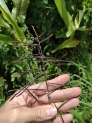 Paspalum paniculatum