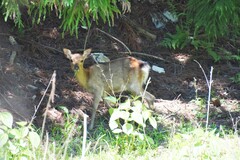 Cervus nippon centralis