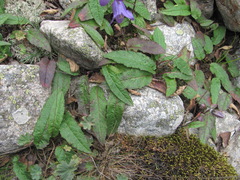 Campanula sarmatica