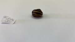 Gastropoda