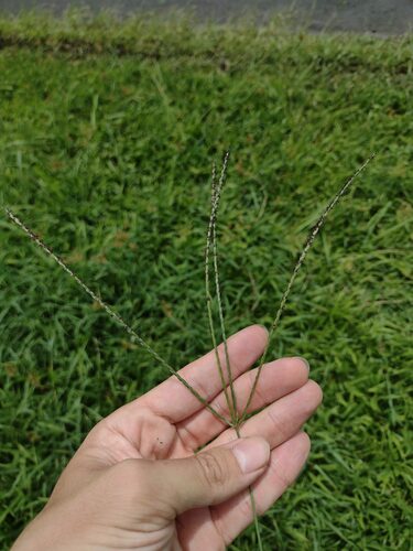 Digitaria eriantha observed 2022-08-07