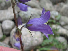 Campanula sarmatica
