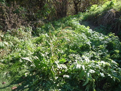 Rumex obtusifolius silvestris