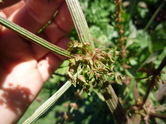Rumex obtusifolius silvestris