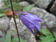 Campanula sarmatica