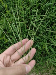Digitaria setigera