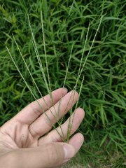 Digitaria setigera