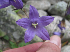 Campanula sarmatica
