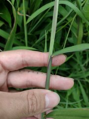 Digitaria setigera