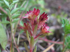 Sedum tenellum