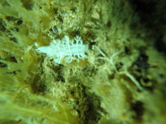 Tritoniopsis elegans