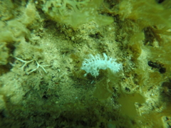 Tritoniopsis elegans