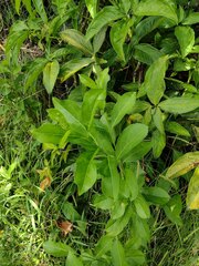 Citharexylum caudatum