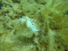 Tritoniopsis elegans
