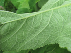 Heracleum freynianum