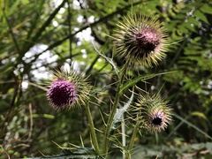 Cirsium ferum