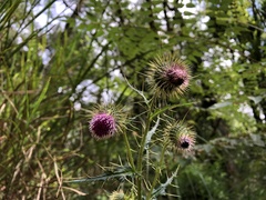 Cirsium ferum