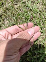Paspalum minus