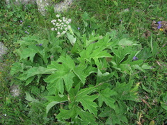 Heracleum freynianum