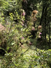 Cirsium ferum
