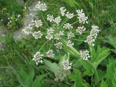 Heracleum freynianum