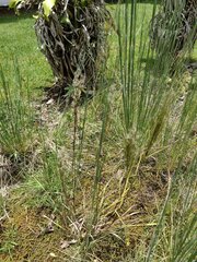 Schizachyrium condensatum