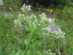 Heracleum freynianum