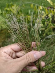 Schizachyrium condensatum